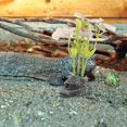 thumbnail image 1 of unbranded Adornos De Artificiales Para De Peces Y Reptiles Fácil Instalación Y Resistente, 1 of 6