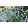 thumbnail image 4 of Evergreen Giant Liriope Muscari - 30 Live Plants - Drought Tolerant Low Maintenance Evergreen Groundcover Grass, 4 of 8