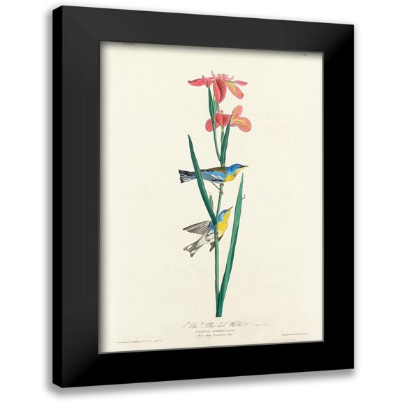 Audubon, John James 11x14 Black Modern Framed Museum Art Print Titled - Blue Yellow back Warbler