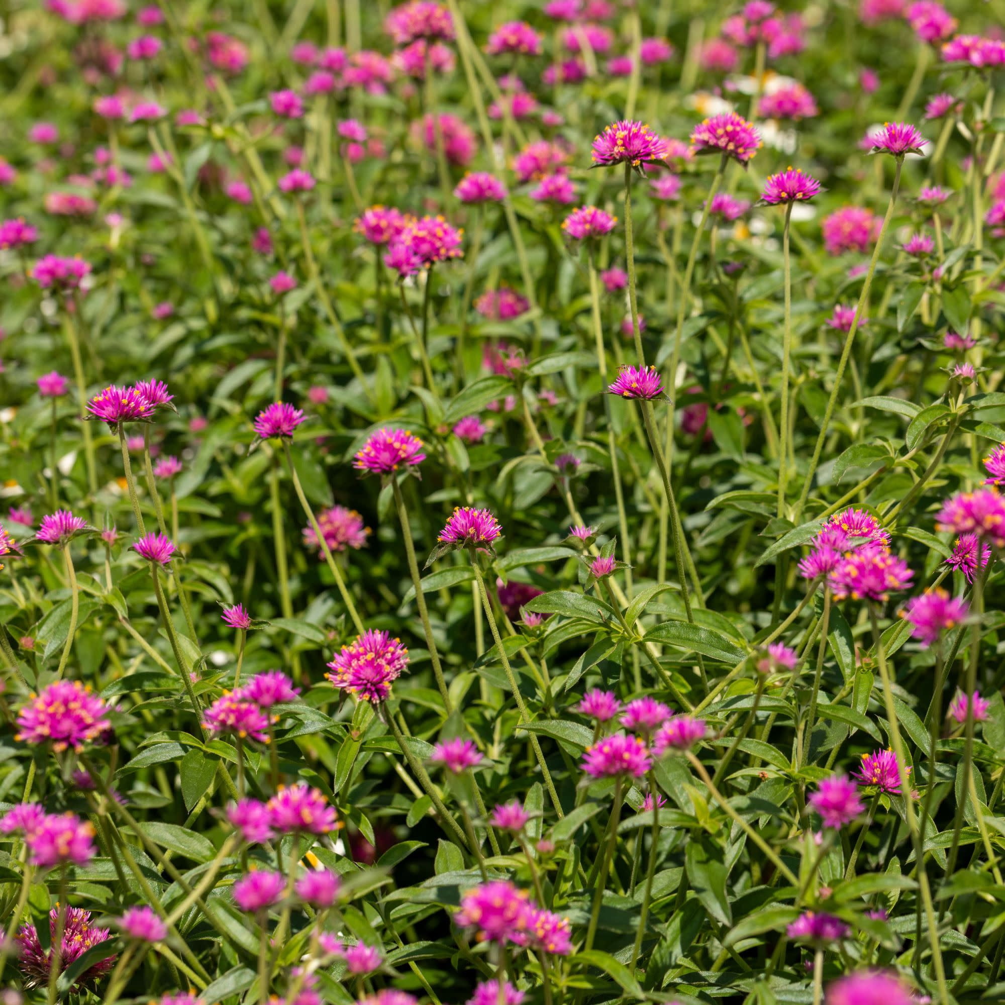 Proven Winners 4" Truffula Pink Globe Amaranth Live Plant in 4.25" Pot (4 Count)