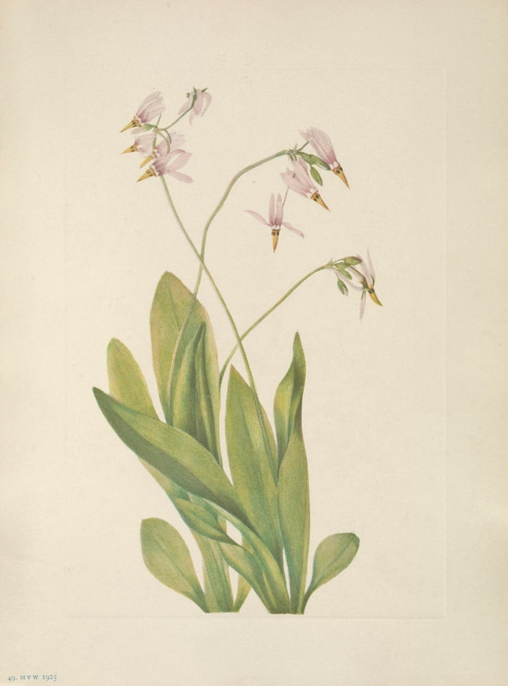 N American Wild Flo