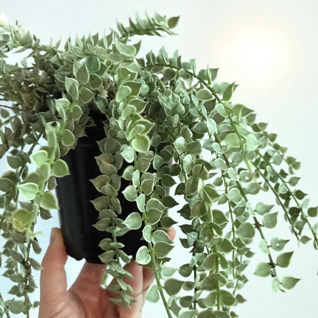 Million Hearts Plant - Variegated - 4 Live Starter Plants in 2 Inch Grower's Pots - Dischidia Ruscifolia Variegata - Elegant Indoor Outdoor Succulent Easy Care