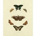 thumbnail image 2 of Knorr 12x14 White Modern Wood Framed Museum Art Print Titled - Knorr Butterflies III, 2 of 4