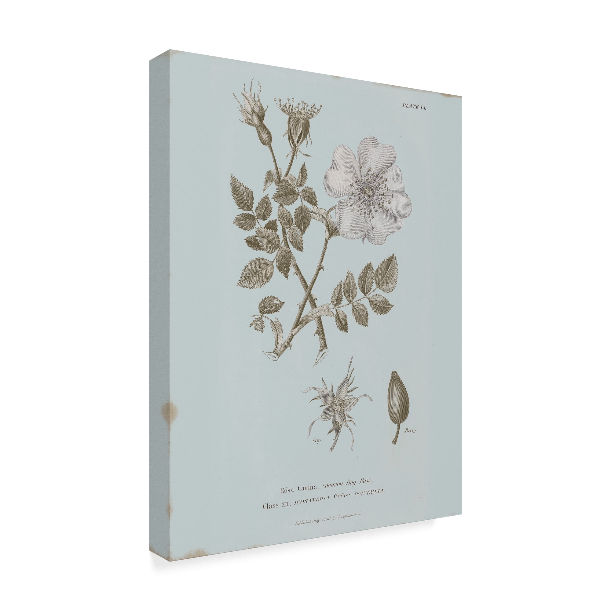 Trademark Fine Art 'Conversations on Botany IV Blue' Canvas Art by Wild Apple Portfolio