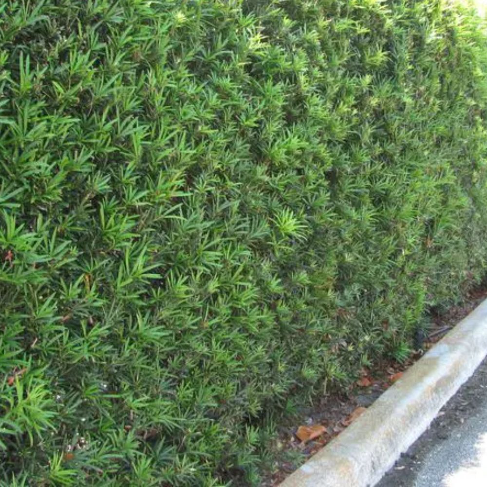 Expert Gardener 3-4 ft. tall Podocarpus Macrophyllus Yew Pine Live Tree in 7-Gallon Grower Pot