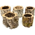 thumbnail image 3 of Air Plant Shop Cork Bark Planters with Assorted Air Plants- Wholesale and Bulk - Succulents - Live Tillandsia - Easy Care Indoor and Outdoor House Plants, 3 of 13