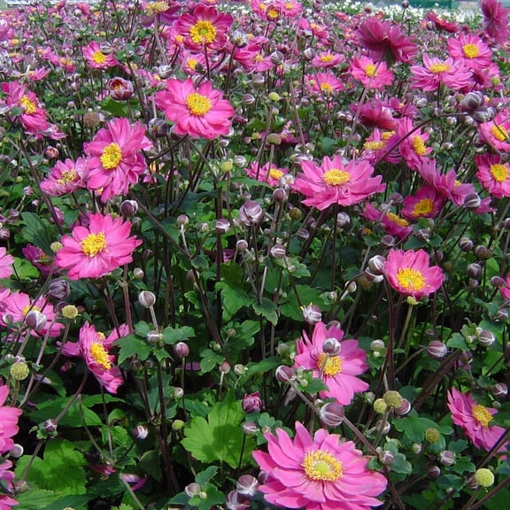 Easy to Grow Japanese Anemone Pamina 1 Plant Root, Pink Summer Flowers