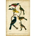 thumbnail image 3 of Wilson, Alexander 11x14 Black Modern Framed Museum Art Print Titled - Wilsons Painted Bunting, 3 of 5