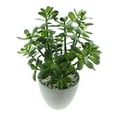 thumbnail image 6 of Westcharm 16 inch Tall Potted Faux Jade Plant Tabletop Greenery Artificial Green Crassula Ovata Succulent Money Tree in Melamine Pot, 6 of 9