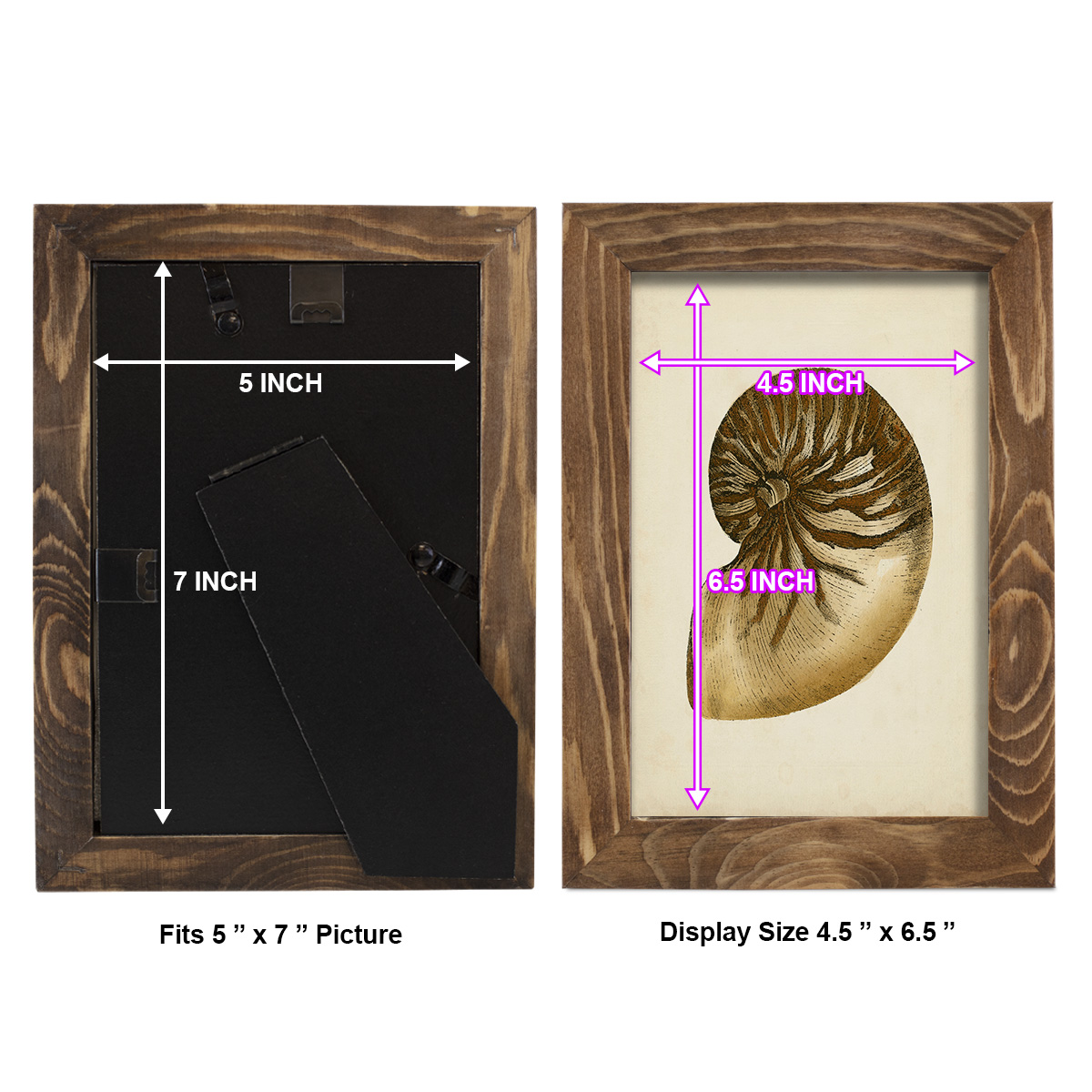 Sealife Collection V - Framed Print w/glass - Walnut