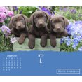 Trends International 2023 Keith Kimberlin Puppies DayataTime Box