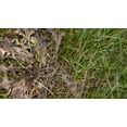 thumbnail image 2 of Scotts Weed B Gon Max Ready-To-Use Weed Control with Wand Applicator  4L, 2 of 5