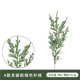 thumbnail image 2 of 15 Piezas Pino Simulación Verde Pino Agujas Árbol Artificial Ramas PE Verde Navidad Pino Aguja Ramas Accesorios, 2 of 5