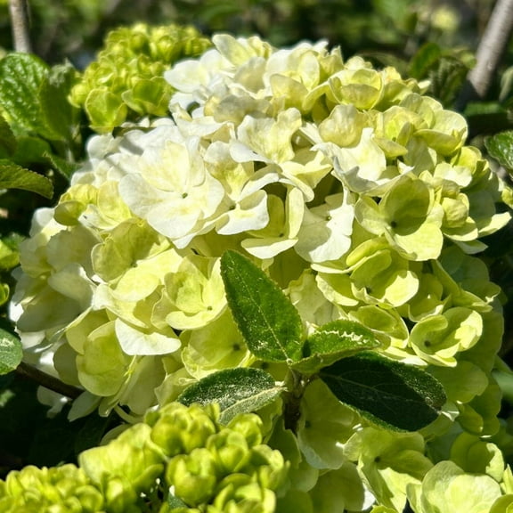 Sterile Viburnum, Chinese Snowball - Viburnum macrocephalum 'Sterile'