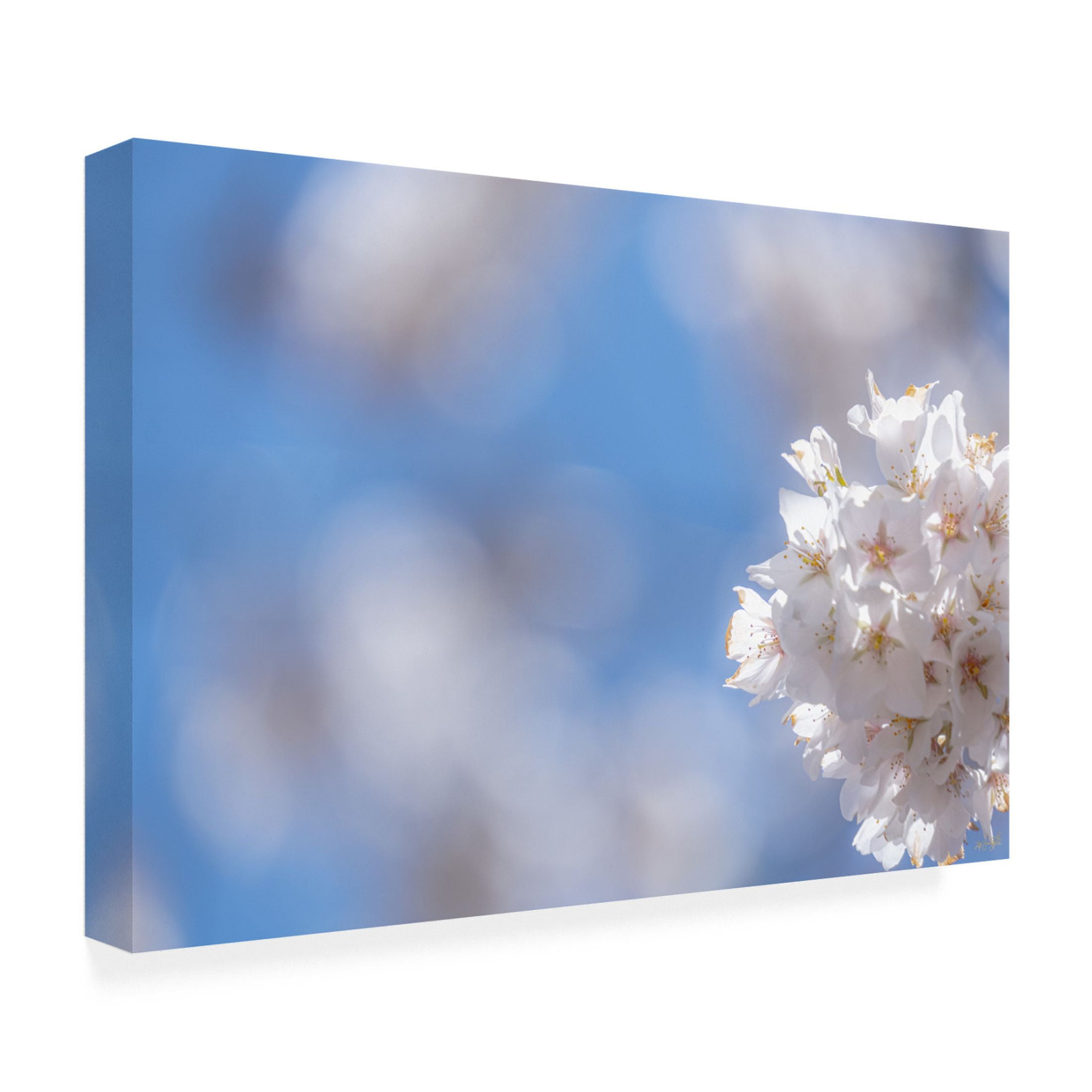 Canvas Wall Art - Life BeautifuLEE 'White Flowers Kissing Blue Sky 8' Wall Art for Living Room, Bedroom, or Office Décor by Trademark Fine Art - 47 x 30 Inches