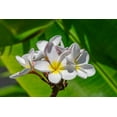 thumbnail image 2 of Engelbrecht, Lisa S. 32x23 Gold Ornate Wood Framed with Double Matting Museum Art Print Titled - White Plumeria, 2 of 4