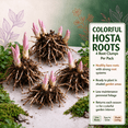 thumbnail image 5 of 4 Hosta Roots-Low‑Maintenance, Easy‑Grow for Garden Beds,Borders,Plant Pots & Planters, 5 of 5