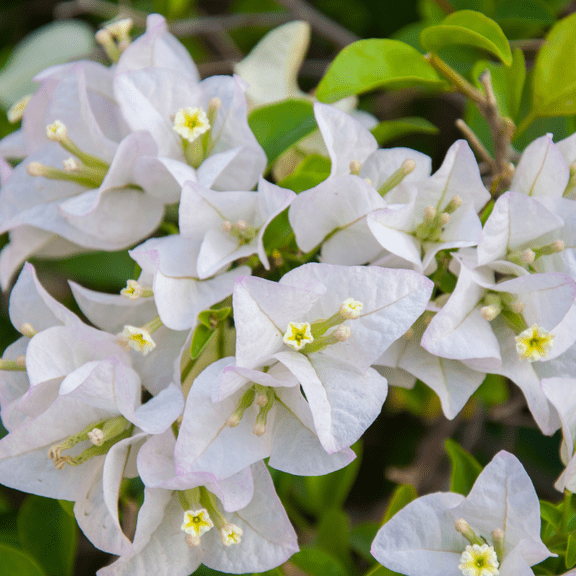 White Bougainvillea Flowering Plants, Bougainvillea Tree Starter 4 to 6 Inch, Outdoor Bougainvilleas