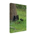 thumbnail image 2 of Trademark Fine Art '3 Black Bear Cubs' Canvas Art by Galloimages Online, 2 of 3