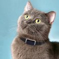 thumbnail image 4 of Chien Jouets Lit Chien GPS Localisateur Collier Chat Animal Imperméable à l'Eau Perte Anti-Vol, 4 of 7