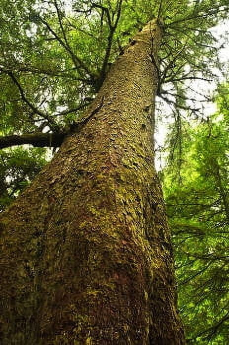 Spruce Hemlock Essential Oil 5 ml (1/6 fl oz) - 100% Pure and Natural by Silky Scents