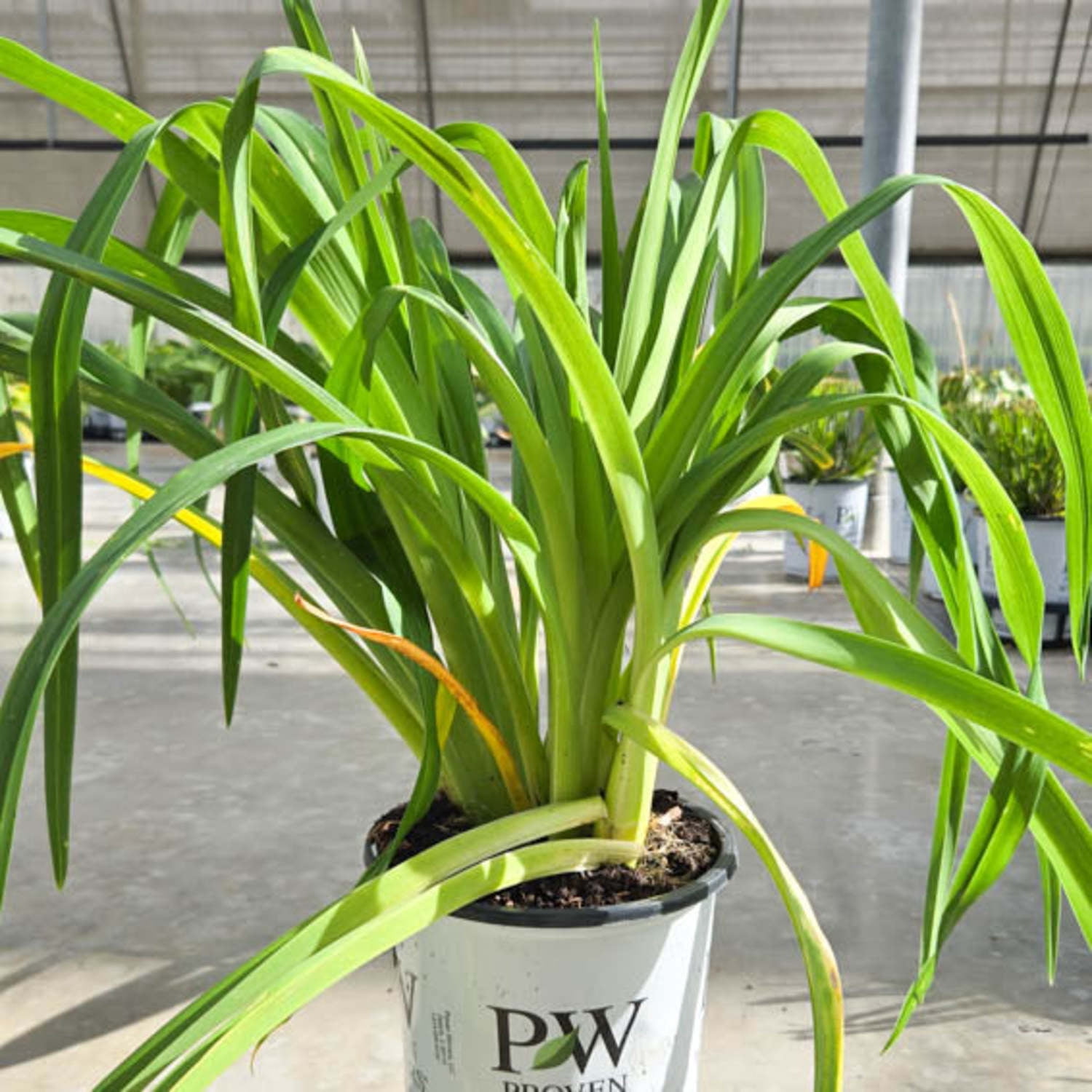 Proven Winners 6" Purple Rainbow Rhythm 'Storm Shelter' Daylily Live Plant in 6.5" Pot
