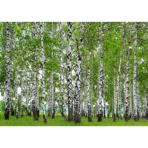 Dundee Deco Sunny Birch Forest Wall Mural, 11'10" x 8'10"