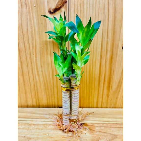 6"-8" Lotus Lucky Bamboo Live Plants (3 Count), Good Luck & Fortune