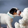 thumbnail image 5 of collier De Chat En Cuir 5 Pices Avec Cloche (rose, Jaune, Noir, Vert, Bleu Clair), Boucle En Mtal Rglable Et Durable Petit Collier De Chat, Collie, 5 of 5