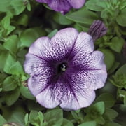 Expert Gardener, Outdoor, Live Plants, Multicolor, Petunia, 1.25G, Each
