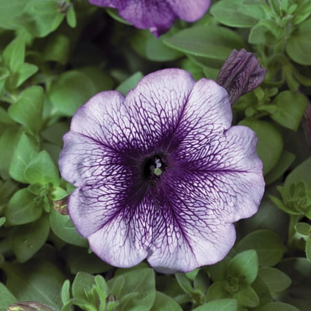 Expert Gardener, Outdoor, Live Plants, Multicolor, Petunia, 1.25G, Each