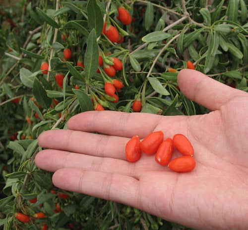 HUGE Goji Berry Wolfberry  Super Fruit  Large 2 Plants Non GMO USA 