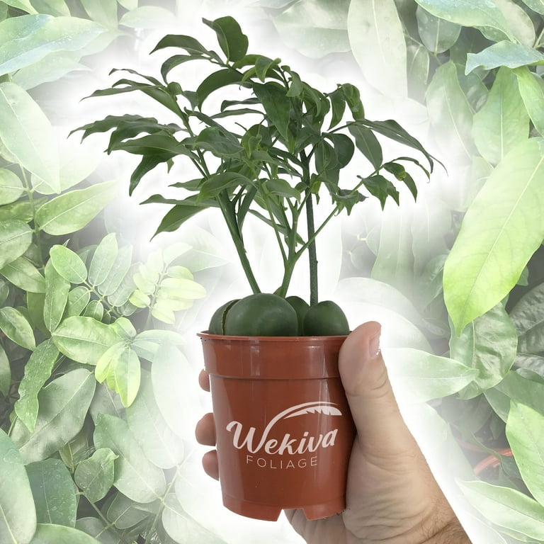 Lucky Bean Plant - Live Plant in a 4 Inch Pot - Castanospermum Australe -  Beautiful Ornamental Bonsai Interior Tree - A Natural Charm for Abundance  and Prosperity in Your Home - Walmart.com