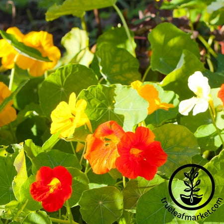 Nasturtium Seeds - Alaska Mix - 4 Oz - Non-GMO Edible Flower Garden & Microgreens Seeds - Tropaeolum nanum - Grow Micro Greens