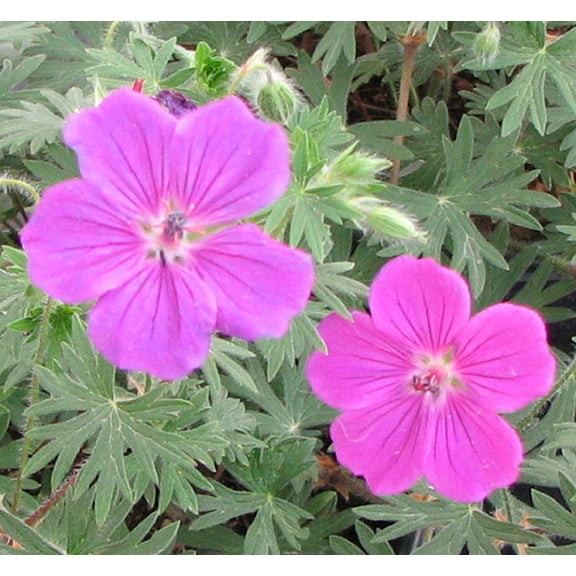 Tiny Monster Geranium - 1 Gallon Perennial
