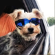 thumbnail image 4 of Disfruta de las gafas de sol para cachorros, gafas para perros con protección UV Adepaton Lentes de Sol Unisex, 4 of 5