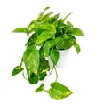 thumbnail image 2 of Golden Pothos (8"+ Plastic Pot) - Trailing Air-purifying Easy Care Houseplant for Home and Office Decoration, 2 of 5