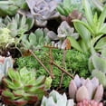thumbnail image 3 of 4 piezas de herramientas de jardinería de miniatura, de de para 1:: 6 juguetes de decoración de jardín de muñ Hugo Pala de casa de muñecas, 3 of 8