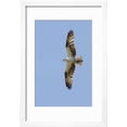 thumbnail image 2 of Osprey Flying Framed Print Wall Art by Hal Beral Sold by Art.Com, 2 of 5