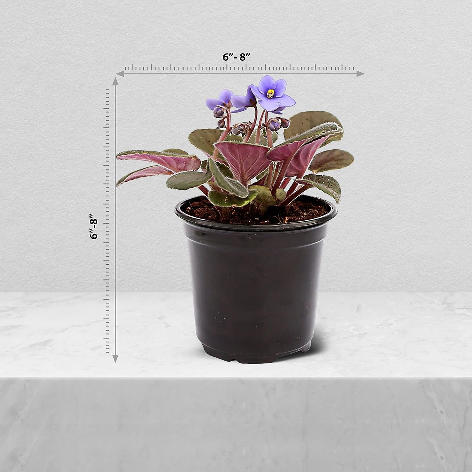 Live Blue Shade Violets, Flowering Christmas Gift, Blooming Housewarming Gift, Grandma Birthday Gift, Plant Lover Gift, Fully Rooted Indoor Plant in 4" Pot