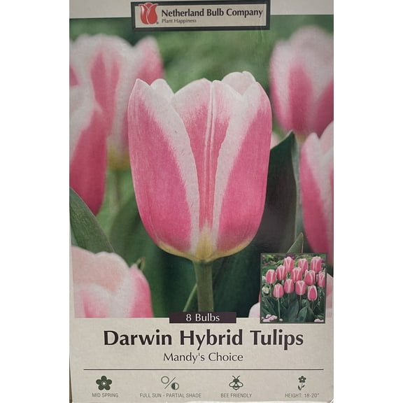 Mandy's Choice Darwin Tulip - 12/  cm Bulbs - 5 Bulbs - Large Flowers