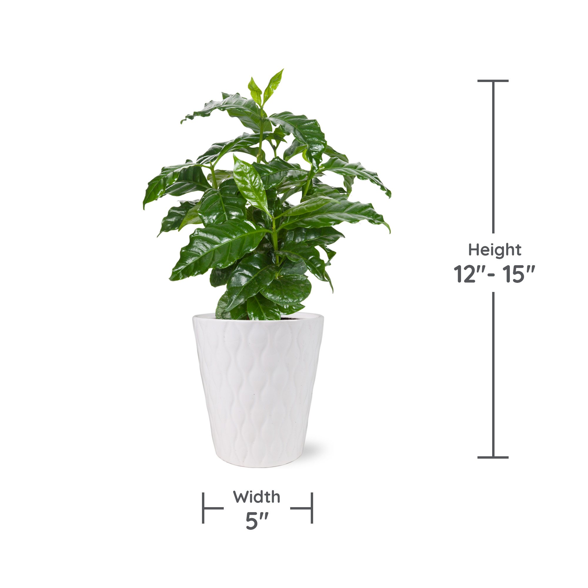 Wild Interiors 12-15" Coffee Live Plant in 5" White Ceramic Pot, House Plant