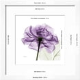 thumbnail image 3 of Purple Rose, Botanical Framed Art Print Wall Art by Albert Koetsier Sold by Art.Com, 3 of 6