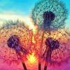 thumbnail image 2 of Cuadros Decorativos Kit 5D cuadro de diamantes de imitación DIY puesta de sol diente de león taladro redondo completo pintura de diamante Tmvgtek embutido en tela, 2 of 9