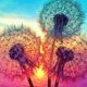 thumbnail image 2 of Cuadros Decorativos Kit 5D cuadro de diamantes de imitación DIY puesta de sol diente de león taladro redondo completo pintura de diamante Tmvgtek embutido en tela, 2 of 9