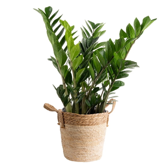 Costa Farms 24" ZZ Plant Live Plants in 8.75" Basket