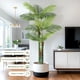 thumbnail image 5 of Single-piece set of 6 ft (72 in) altura artificial golden cane palm trees. these grande fake plants are a great addition living rooms yards both indoor y outdoor spaces. they come a blanca b..., 5 of 6