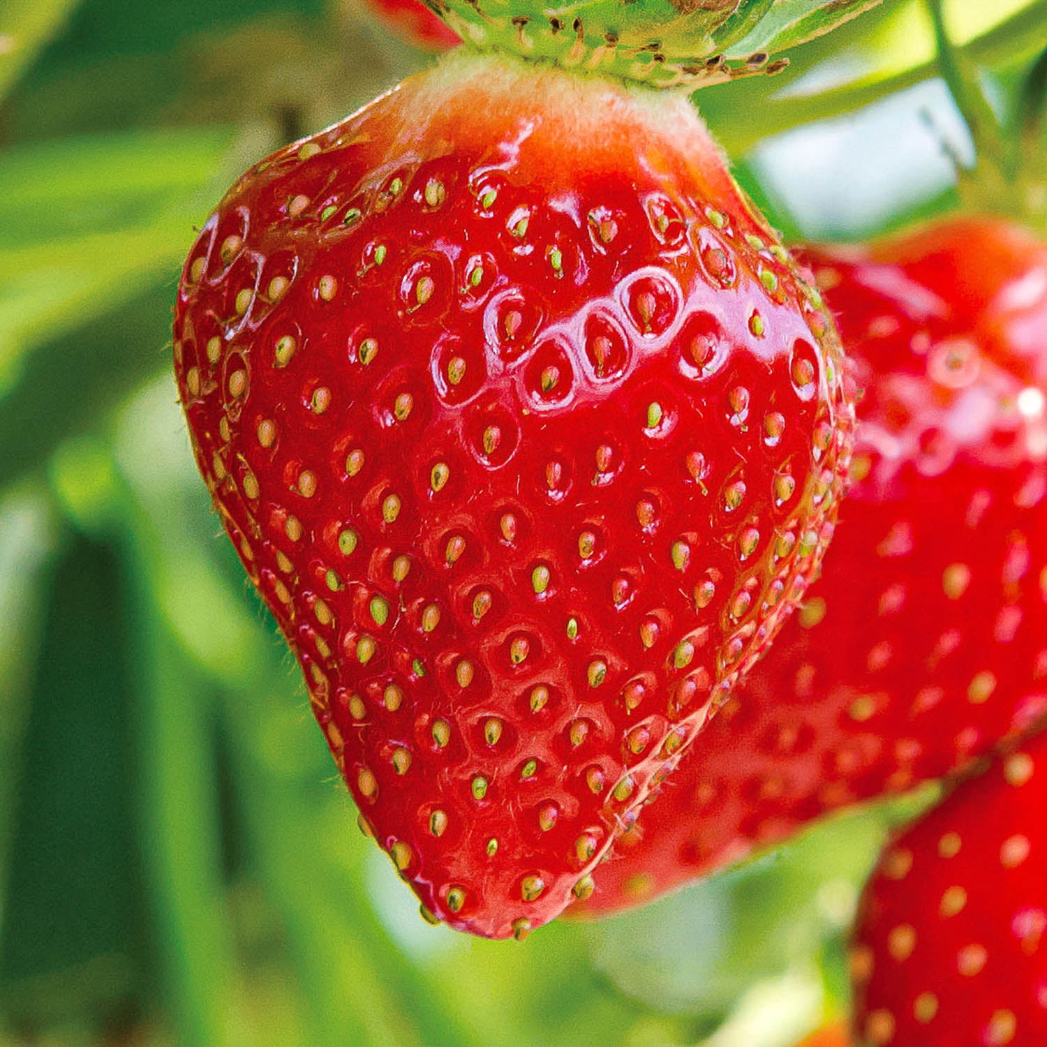 Expert Gardener Strawberry Quinault Bare Roots Set of 10, Full Sun, Red, Annual