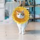 thumbnail image 5 of Collares para perros y gatos, protección antimordeduras, ajustable, cómodo collar de recuperación de cono para perros y gatos con adorable patrón de girasol amarillo S, 5 of 5