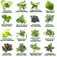 thumbnail image 4 of Plantas de interior fáciles de cultivar (paquete de 48) Plantas de interior vivas en contenedores de plantas, juego de plantas a elección de los productores en maceteros con mezcla de tierra para mace, 4 of 5